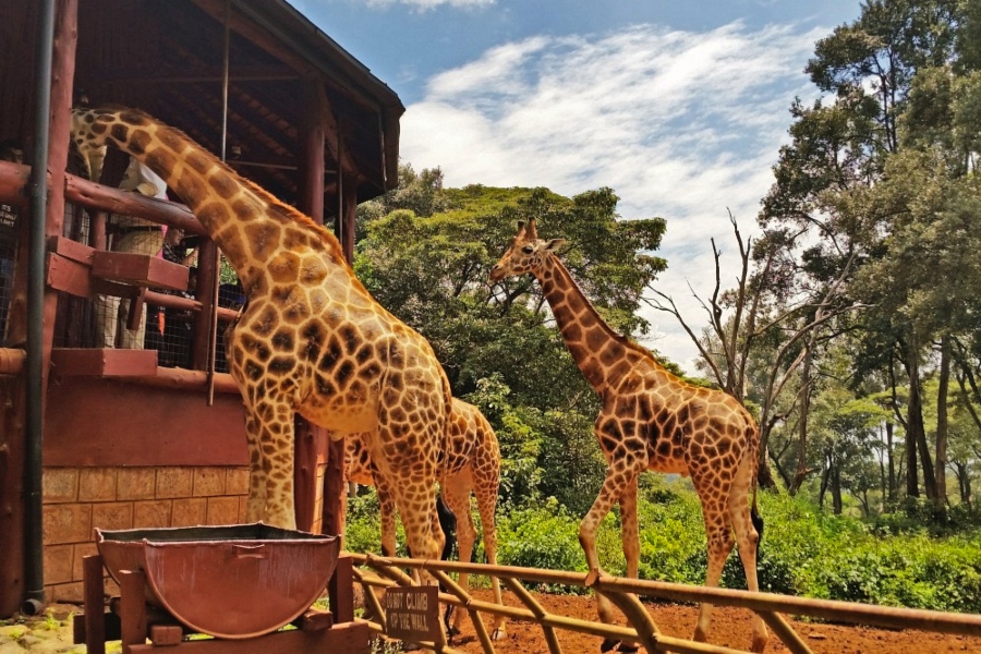 Nairobi: Sheldrick Elephant Orphanage and Giraffe Center Kenya