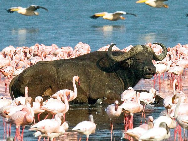 Lake Nakuru National Park & Lake Naivasha Day Tour Kenya