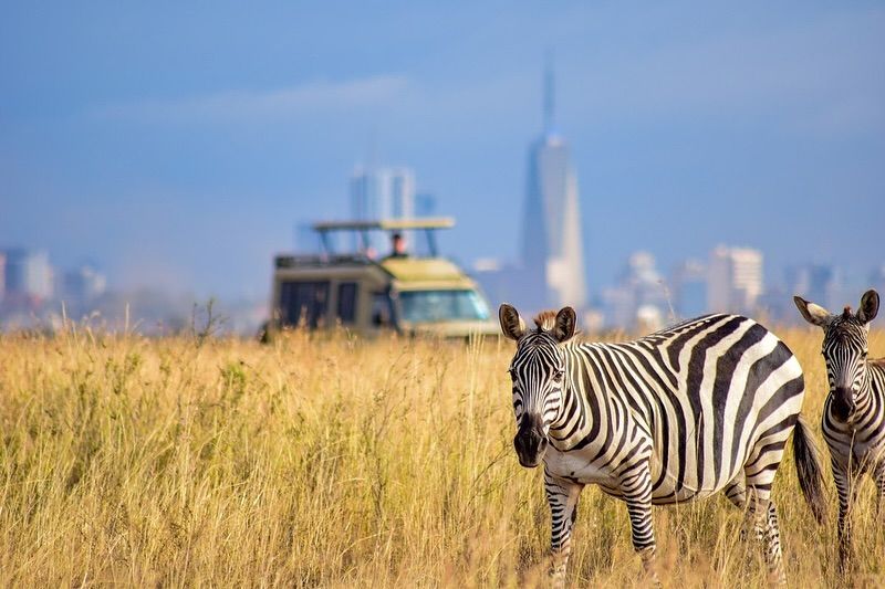 From Nairobi: Nairobi National Park Group Tour| Splash Africa